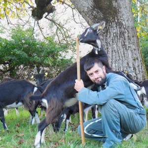 Une chèvre sur un mûr